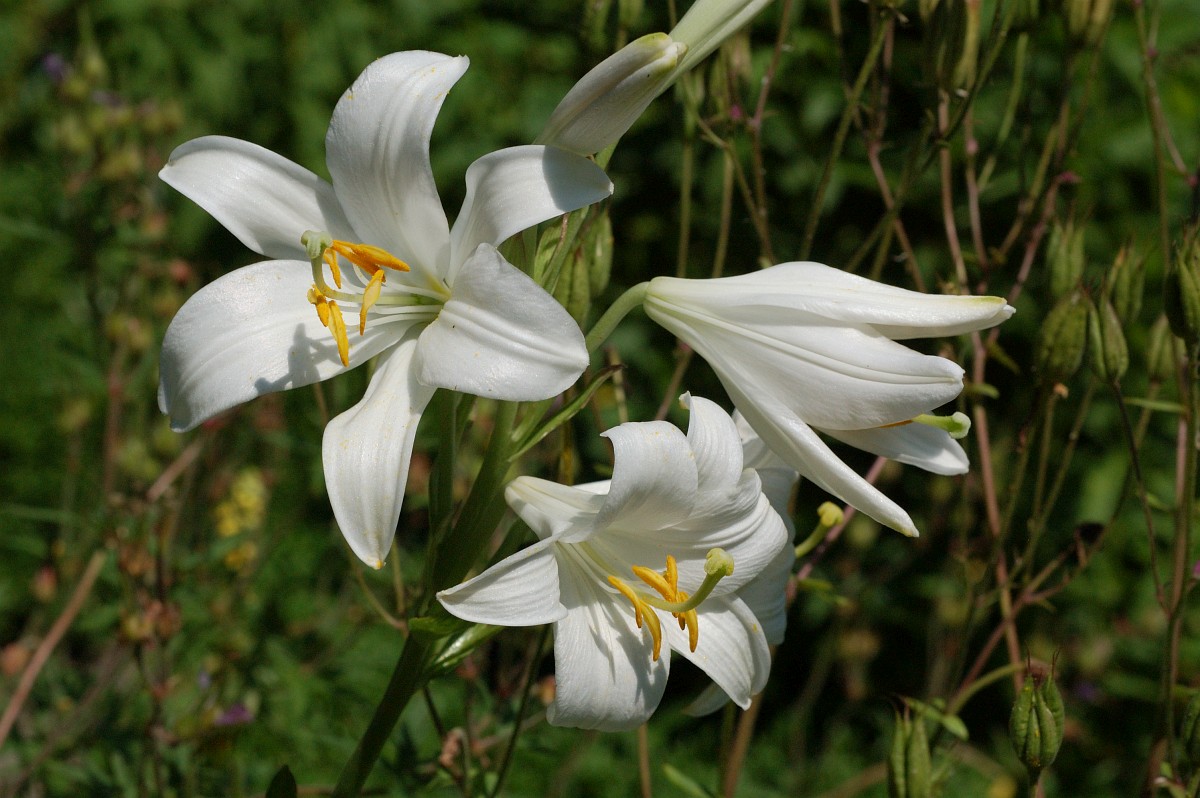 Lilium Candidum, Madonna Lily